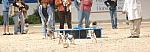722-Terriers-WIHS-10-27-06-&copy;DeRosaPhoto.JPG