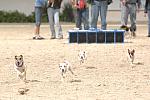 723-Terriers-WIHS-10-27-06-&copy;DeRosaPhoto.JPG