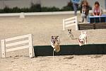 730-Terriers-WIHS-10-27-06-&copy;DeRosaPhoto.JPG