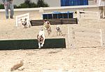 732-Terriers-WIHS-10-27-06-&copy;DeRosaPhoto.JPG