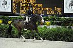 WIHS-10-20-09-DSC_1134-Peppercorn-MaryTyree-DDeRosaPhoto.jpg