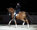 WIHS-10-25-09-DSC_3994-AshleyHolzer-PopArt-Dressage-DDeRosaPhoto.jpg