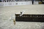 WIHS-10-22-09-DSC_6711-Terriers-DDeRosaPhoto.jpg