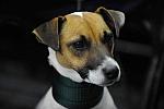 WIHS-10-23-09-DER_6767-OpJpr213-Terriers-DDeRosaPhoto.jpg