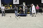 WIHS-10-23-09-DER_7247-Terriers-DDeRosaPhoto.jpg