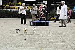 WIHS-10-23-09-DER_7252-Terriers-DDeRosaPhoto.jpg