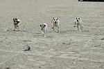WIHS-10-23-09-DER_7253-Terriers-DDeRosaPhoto.jpg
