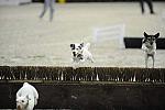 WIHS-10-23-09-DER_7268-Terriers-DDeRosaPhoto.jpg