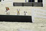 WIHS-10-23-09-DER_7277-Terriers-DDeRosaPhoto.jpg