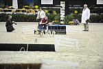 WIHS-10-23-09-DER_7296-Terriers-DDeRosaPhoto.jpg