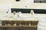 WIHS-10-23-09-DER_7300-Terriers-DDeRosaPhoto.jpg