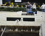 WIHS-10-24-09-DSC_0583-Terriers-DDeRosaPhoto.jpg