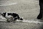 WIHS-10-23-09-DER_7536-ZakGeorge-DDeRosaPhoto.jpg