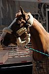 WIHS-10-19-09-352-DDeRosaPhoto.jpg