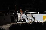 DSC_6625-DDeRosaPhoto.JPG