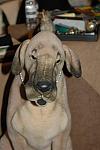 DSC_0123-DDeRosaPhoto.jpg
