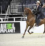 WIHS-10-25-09-DSC_3445-WOH-BillShiflet-Saddlebreds-Sponsors-AnimalPlanet-DDeRosaPhoto-AP.jpg