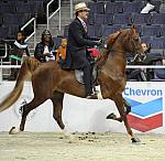 WIHS-10-25-09-DSC_3450-WOH-BillShiflet-Saddlebreds-Sponsors-Chevron-DDeRosaPhoto.jpg