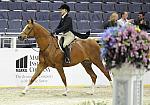 WIHS-10-20-09-DSC_1256-Vermilion-AinsleySadlo-Sponsors-Markel-DDeRosaPhoto.jpg