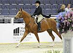 WIHS-10-20-09-DSC_1256-Vermilion-AinsleySadlo-DDeRosaPhoto.jpg