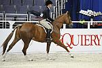 WIHS-10-20-09-DSC_1040-Vermilion-AinsleySadlo-DDeRosaPhoto.jpg