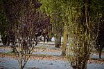 Alltech-WEG-10-10-13-5433-DDeRosaPhoto