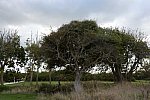 Alltech-WEG-10-10-13-5744-DDeRosaPhoto
