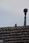 Alltech-WEG-10-11-13-5855-DDeRosaPhoto
