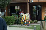Alltech-WEG-10-11-13-5930-DDeRosaPhoto