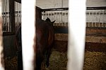 Alltech-WEG-10-11-13-6004-DDeRosaPhoto