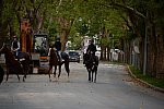 Alltech-WEG-10-10-13-5432-DDeRosaPhoto