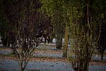 Alltech-WEG-10-10-13-5433-DDeRosaPhoto
