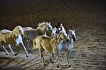 WEG-8-23-14-OpenCeremony-0003271-DDeRosaPhoto