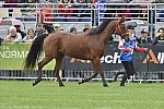 WEG1-EnduranceJog-8-27-14-0000542-DDeRosaPhoto