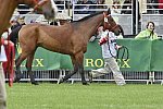 WEG1-EnduranceJog-8-27-14-0000554-DDeRosaPhoto