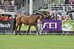 WEG1-EnduranceJog-8-27-14-0000567-DDeRosaPhoto