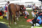 WEG2-Endurance-8-28-14-6524-DDeRosaPhoto