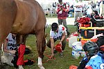 WEG2-Endurance-8-28-14-6549-DDeRosaPhoto