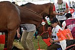 WEG2-Endurance-8-28-14-6625-DDeRosaPhoto