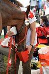 WEG2-Endurance-8-28-14-6648-DDeRosaPhoto