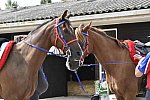 WEG-Endurance-8-24-14-0003600-Heather-JeremyReynolds-DDeRosaPhoto