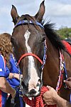 WEG-Endurance-8-24-14-0003588-MegSleeper-SyroccoReveille-DDeRosaPhoto