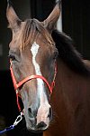 WEG-Endurance-8-24-14-4417-MegSleeper-SyroccoReveille-DDeRosaPhoto