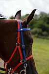 WEG-Endurance-8-24-14-4558-DDeRosaPhoto