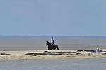 WEG-EnduranceRace-8-28-14-0003352-DDeRosaPhoto