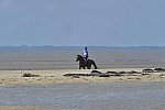 WEG-EnduranceRace-8-28-14-0003353-DDeRosaPhoto