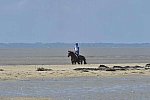 WEG-EnduranceRace-8-28-14-0003356-DDeRosaPhoto