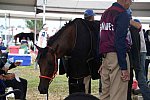 WEG2-Endurance-8-28-14-6731-DDeRosaPhoto