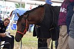 WEG2-Endurance-8-28-14-6737-DDeRosaPhoto