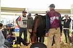WEG2-Endurance-8-28-14-6752-DDeRosaPhoto